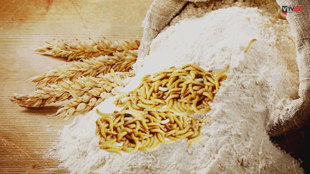 Il verme della farina si mangia: l'ok della Ue