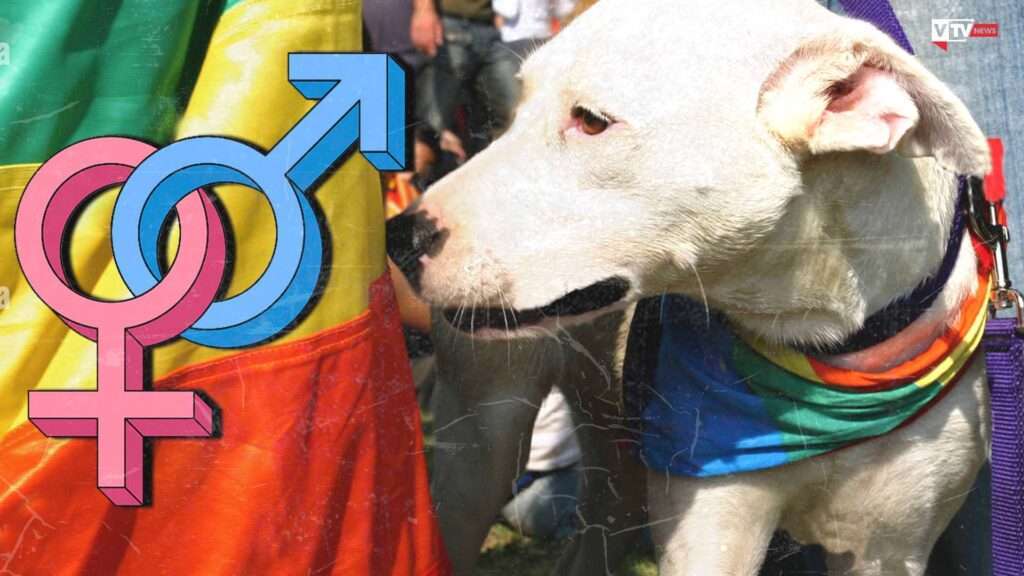 Animali trans e gender: il dibattito negli Stati Uniti