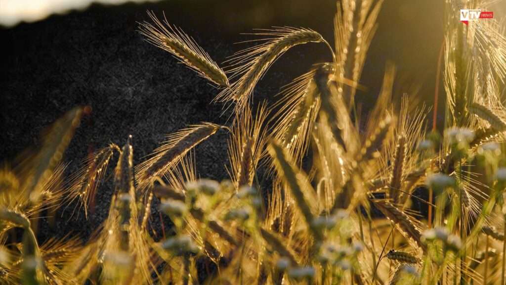 Grano dell'Ucraina, ecco perché arriverà in Italia